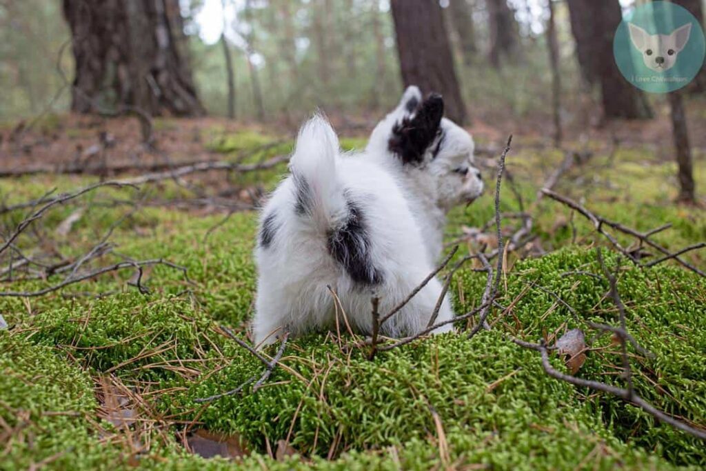 chihuahua puppy back