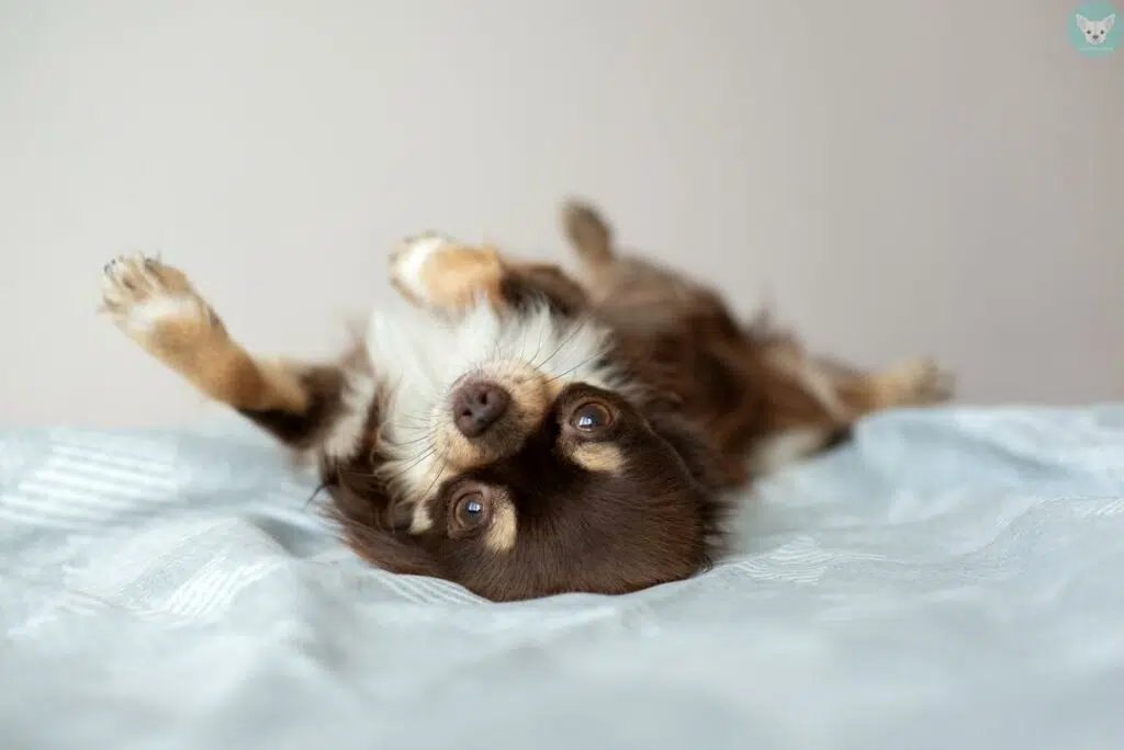 chihuahua puppy upside down
