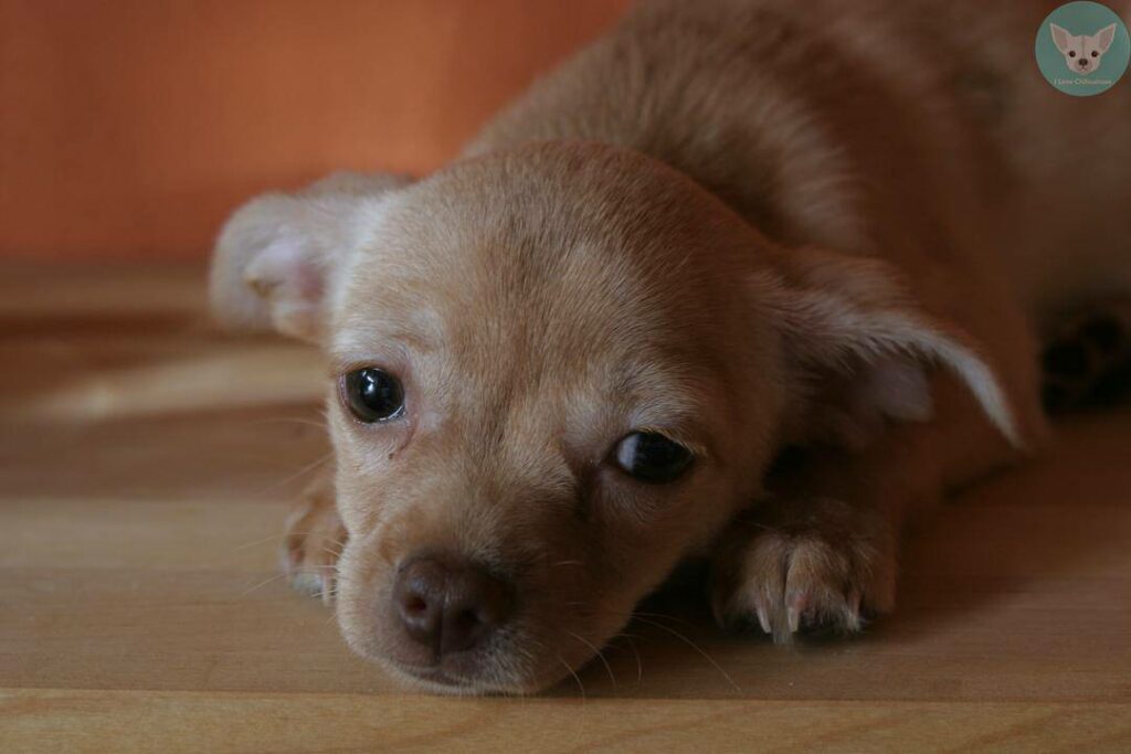 chihuahua puppy very sad