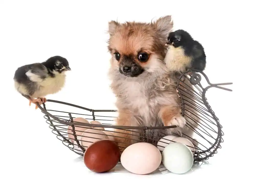 chihuahua puppy with chicks