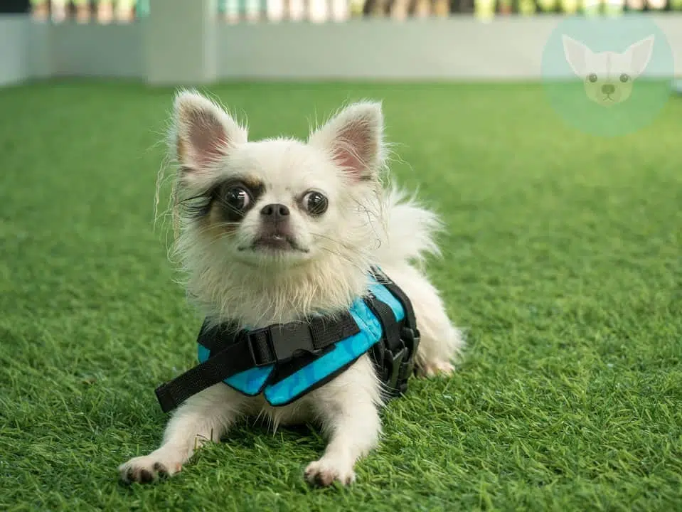 chihuahua ready to swim