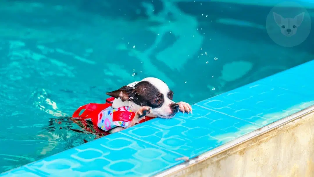 chihuahua red swim kit coming out