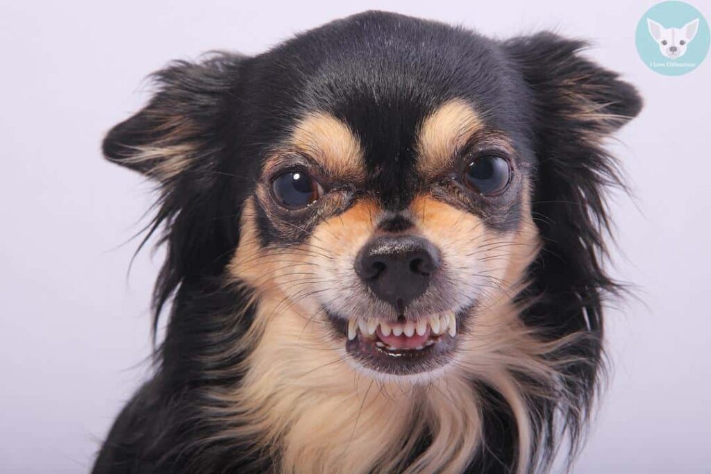 chihuahua rude face