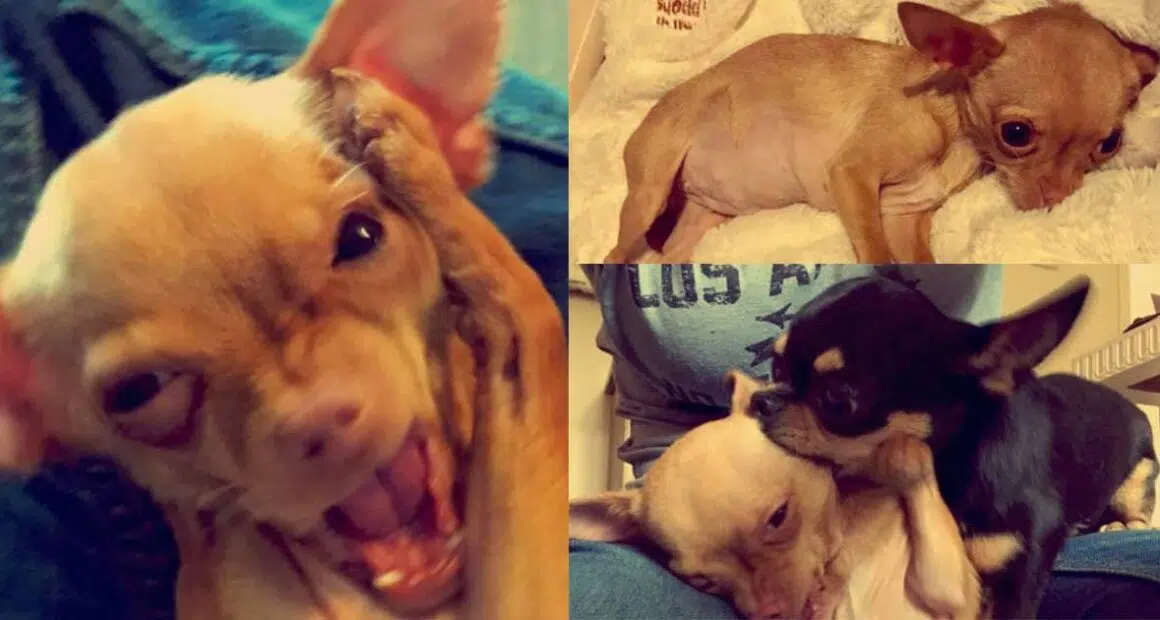chihuahua saved from puppy mill