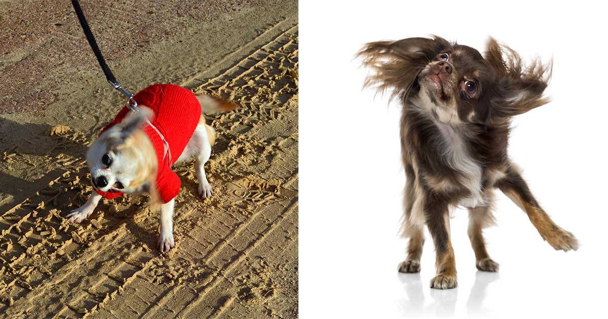 Why does Chihuahua Shake