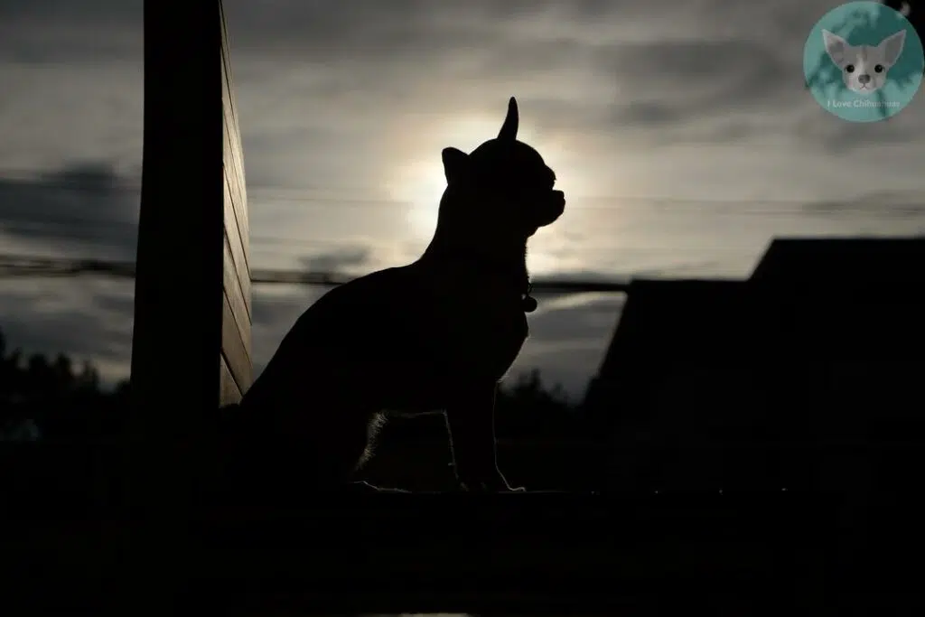 chihuahua silhouette 3