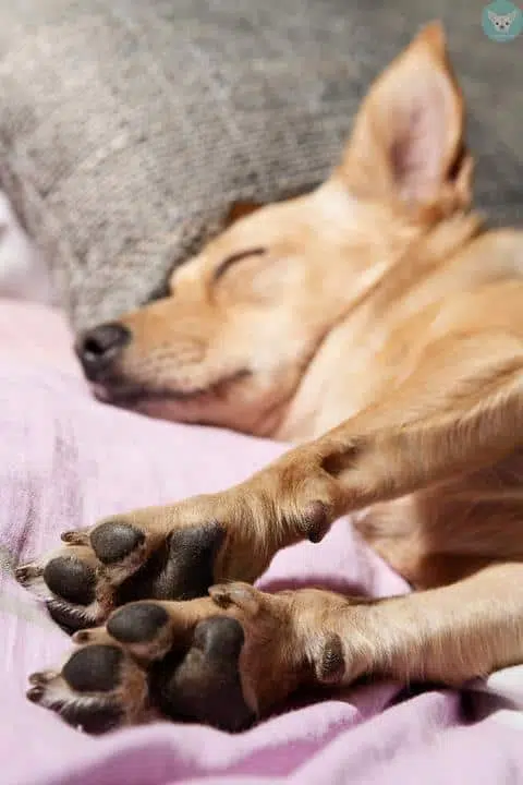 chihuahua sleep showing paw