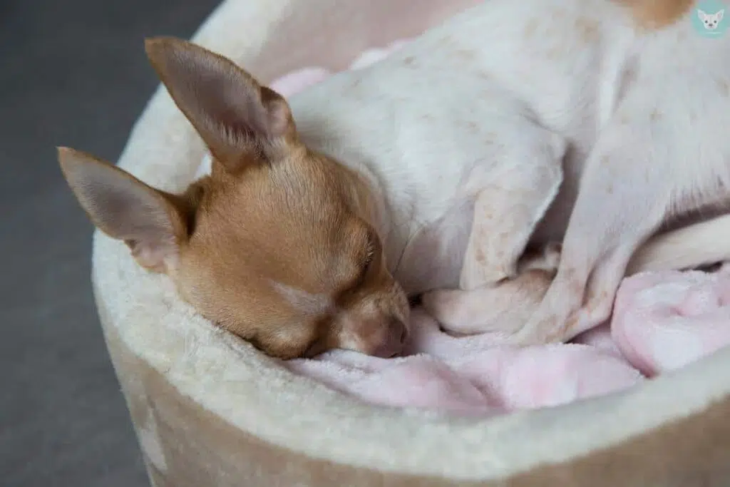 chihuahua sleeping well in bowl