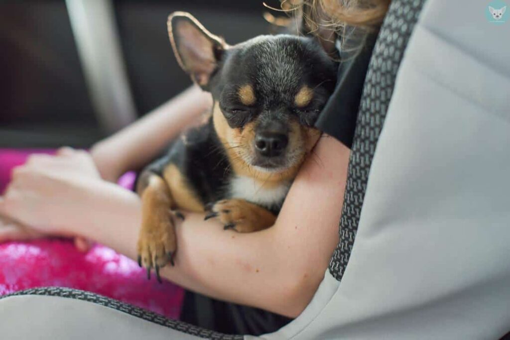 chihuahua sleeps in owner hands