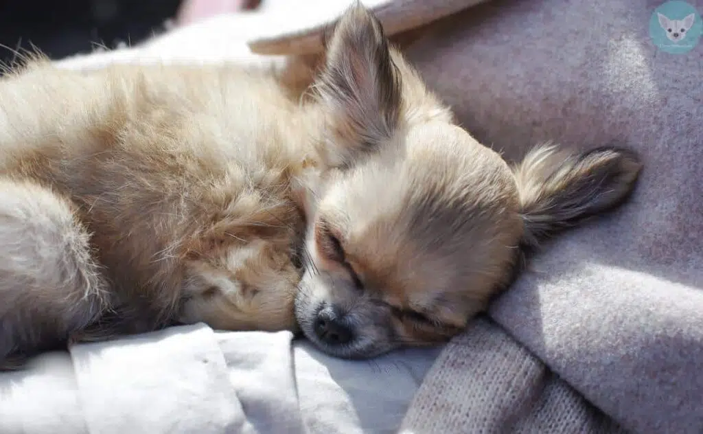chihuahua sleeps on bed_result