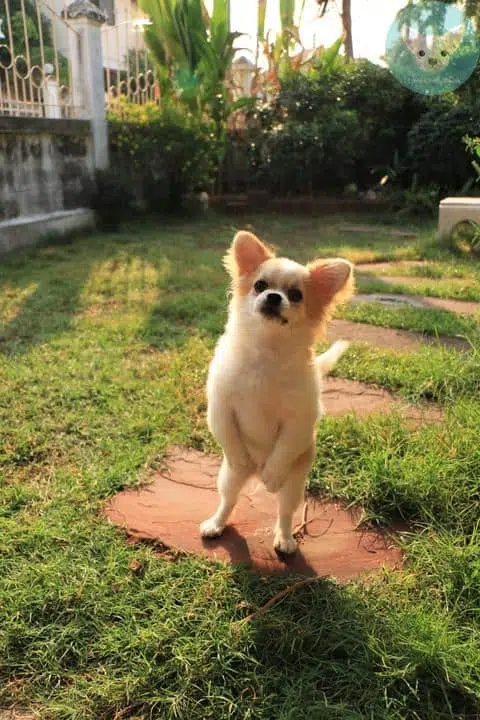chihuahua standing on garden