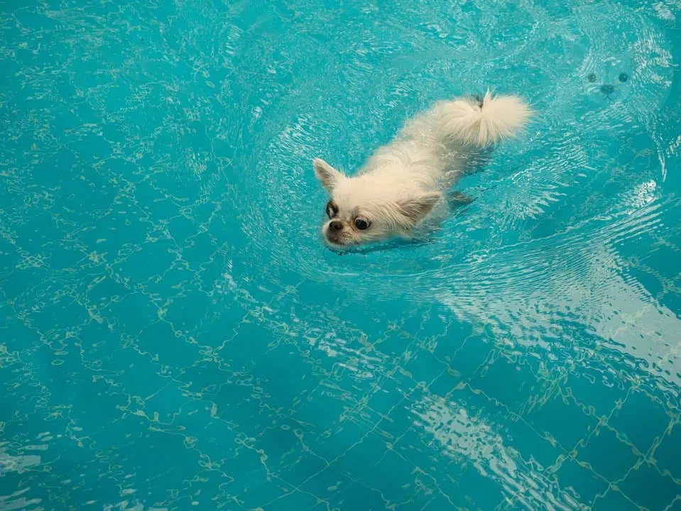 chihuahua swiming in pool