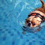 Can Chihuahuas Swim?