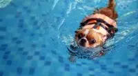 chihuahua swimming