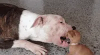 chihuahua trying to play with sleeping bull