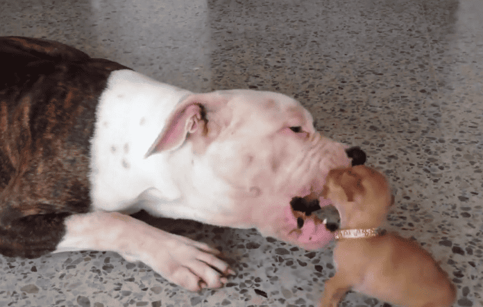 Chihuahua Puppy adorably playing with Giant Bulldog 1 chihuahua trying to play with sleeping bull