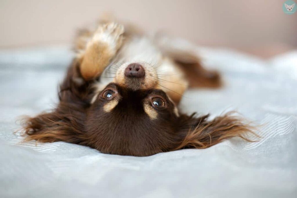chihuahua upside down on bed