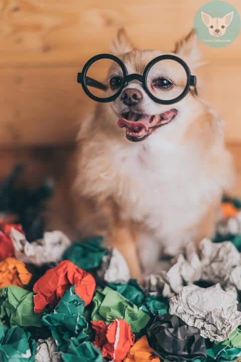 chihuahua wear big specs