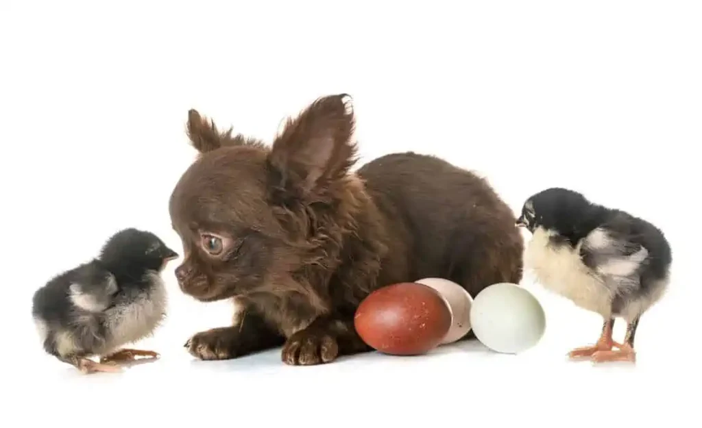 chihuahua with chicks