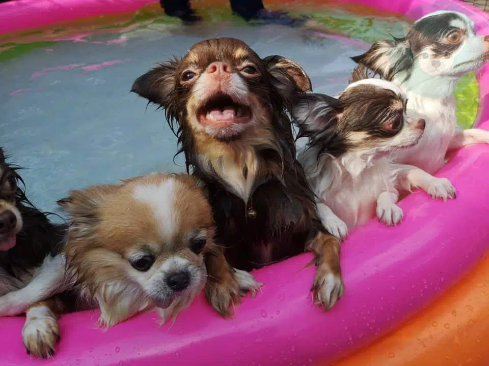 chihuahuas in water bath