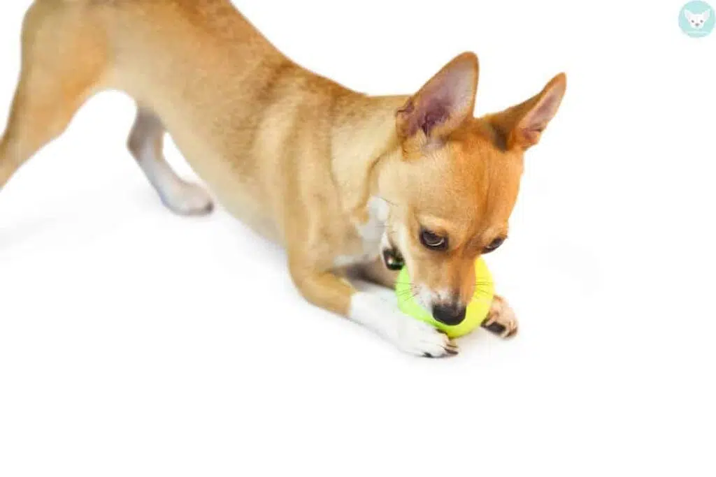 dog chew ball