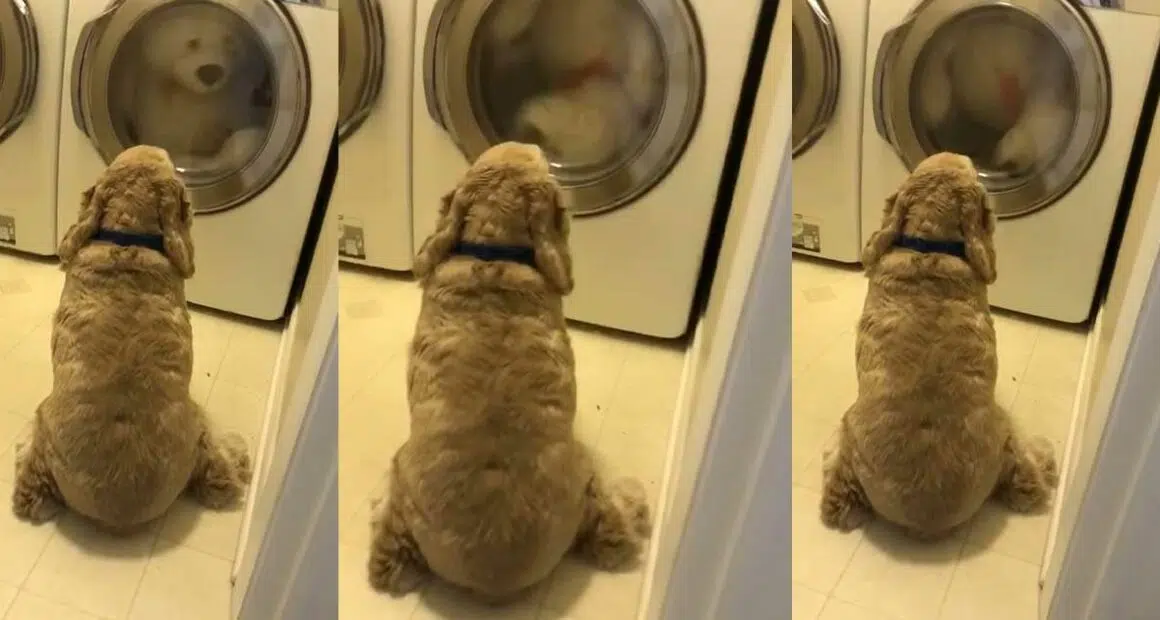 dog refuses to leave his teddy bear who he thinks is stuck in a washing machine