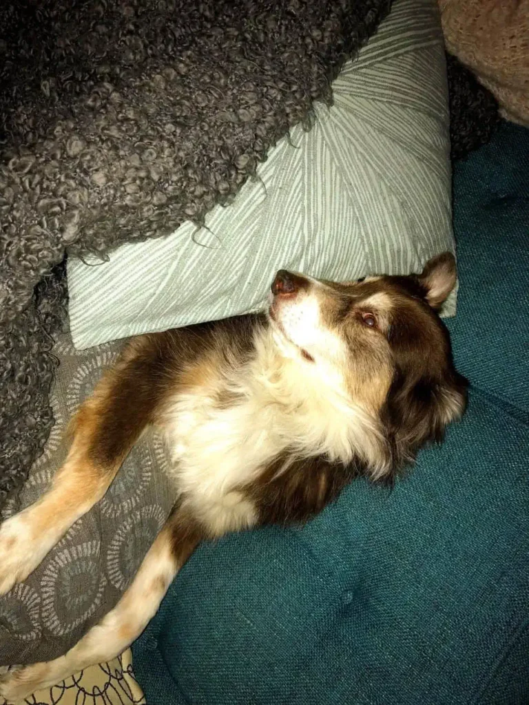 Emergency Calls for Dog Marijuana Are Rising 4 dog sick after at edible
