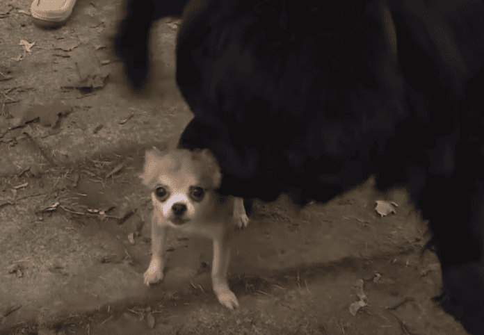 Chihuahua Saves Best Friend From Dognappers 1 dogthief1featured