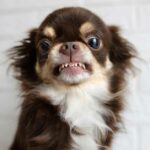 Helpful Tips for a Teething Chihuahua