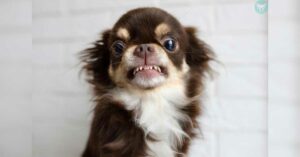 Read more about the article Helpful Tips for a Teething Chihuahua