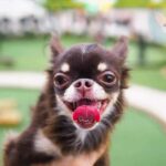 Home Remedies for Chihuahuas Bad Breath