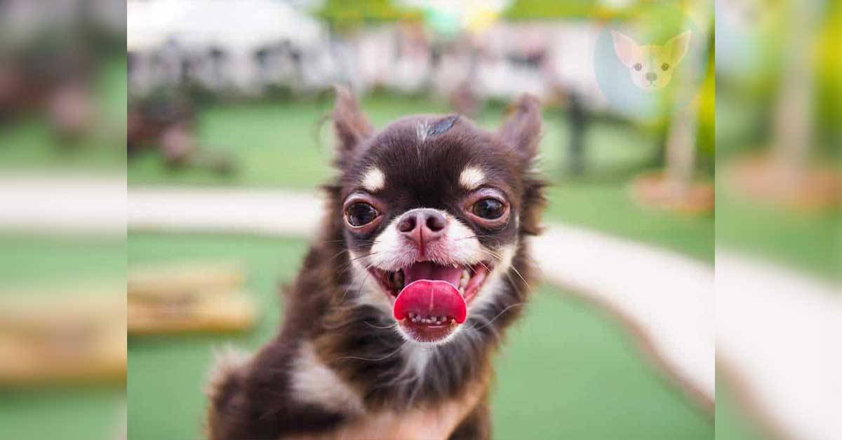 Read more about the article Home Remedies for Chihuahuas Bad Breath