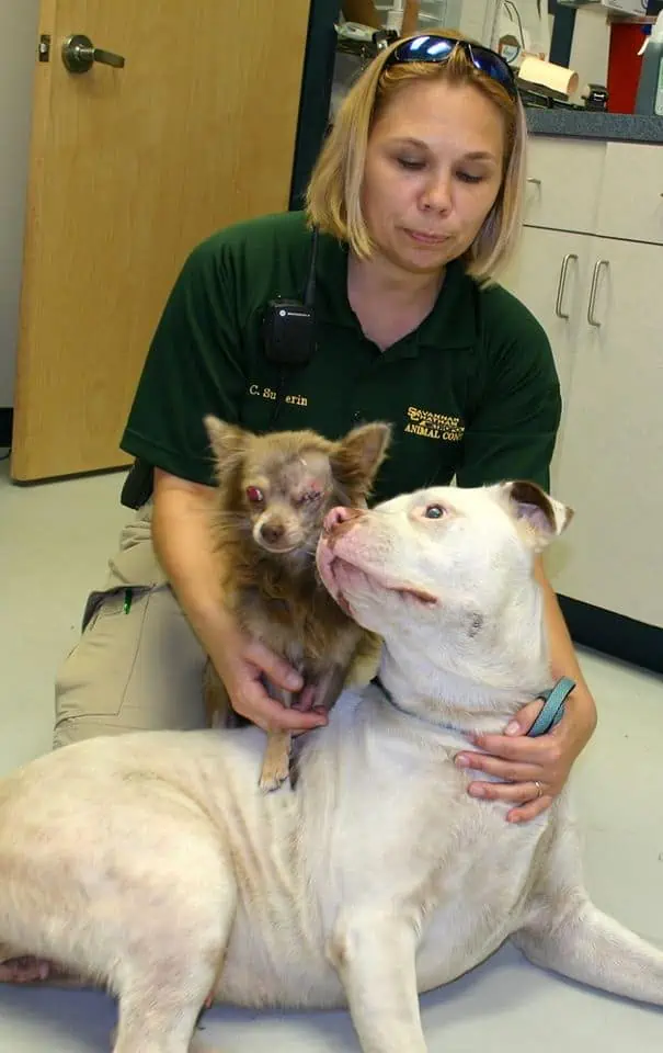 injured chihuahua saved by pitbull