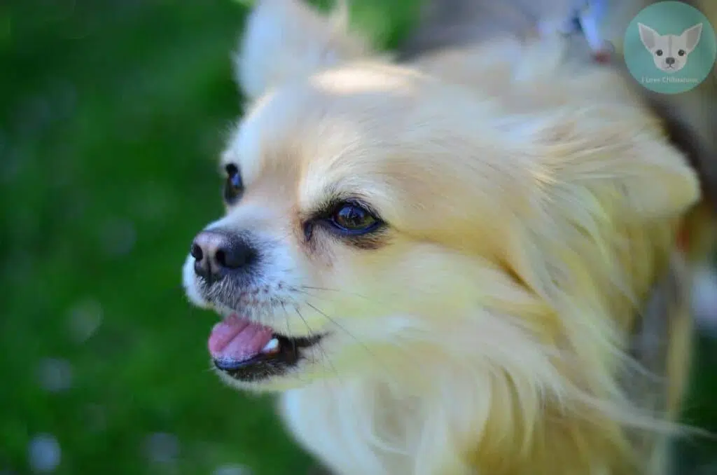 long haired chihuahua yapping