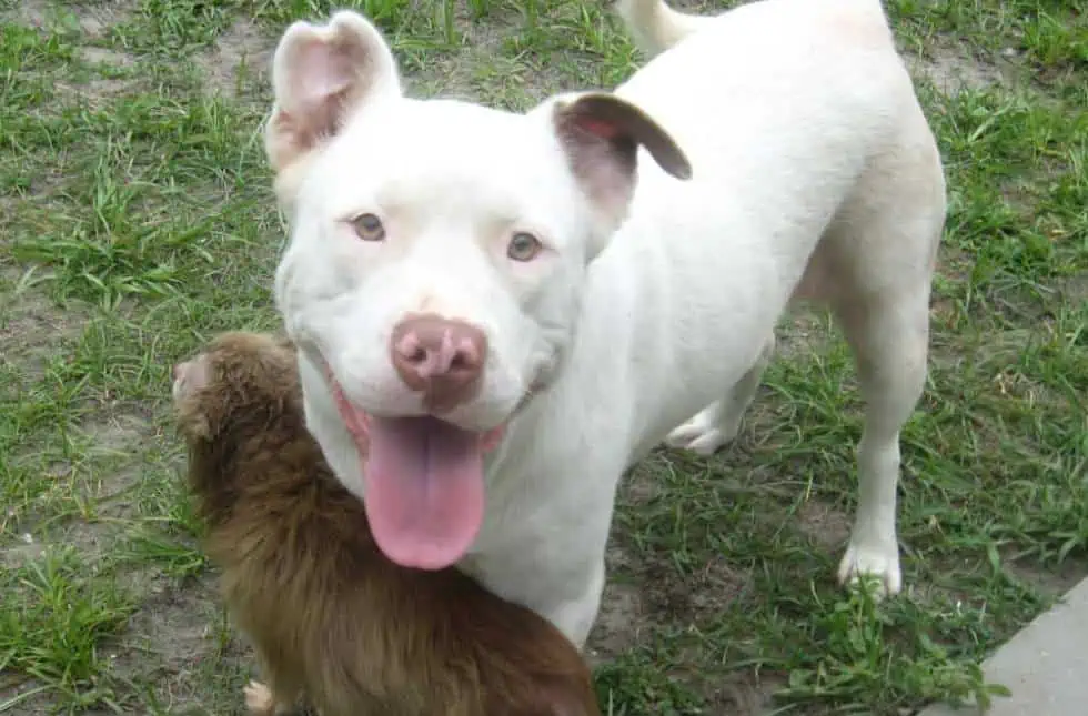 pitbull and chihuahua