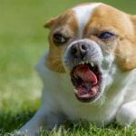 Managing Your Chihuahua’s Destructive Behavior