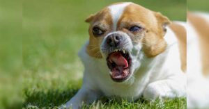 Read more about the article Managing Your Chihuahua’s Destructive Behavior