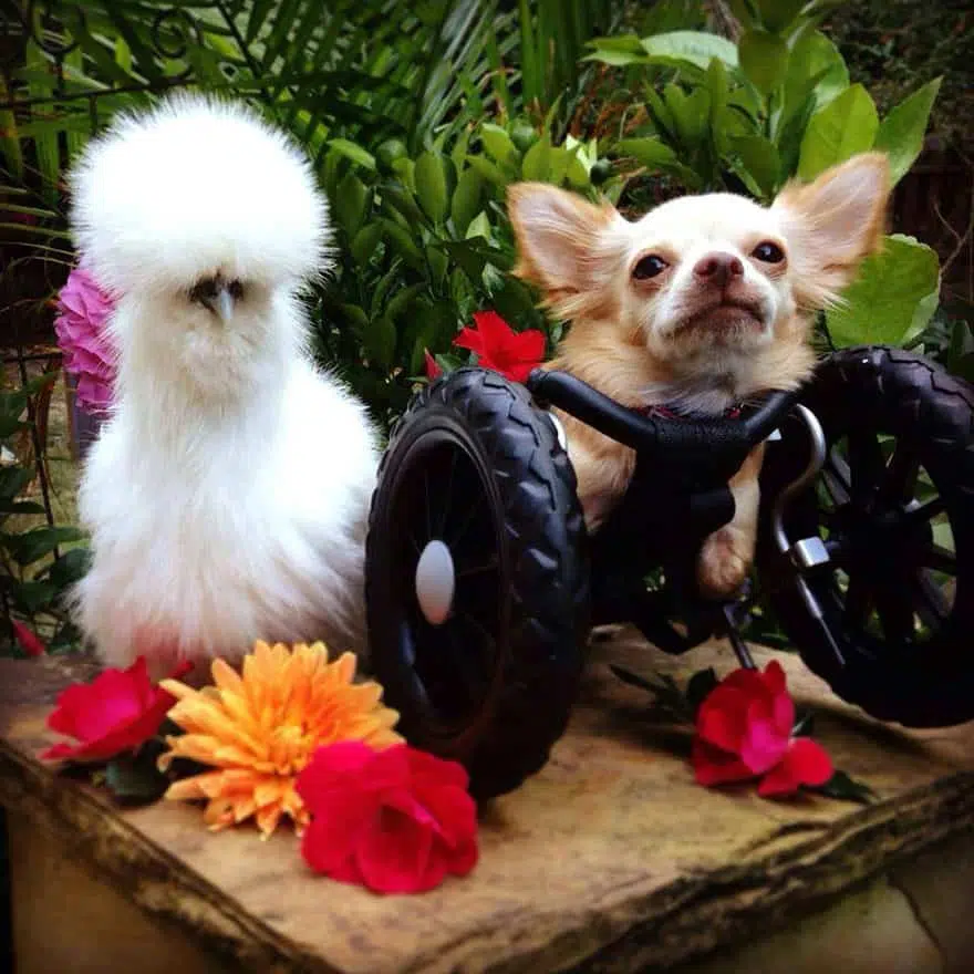 penny chicken roo chihuahua cute friendship 1