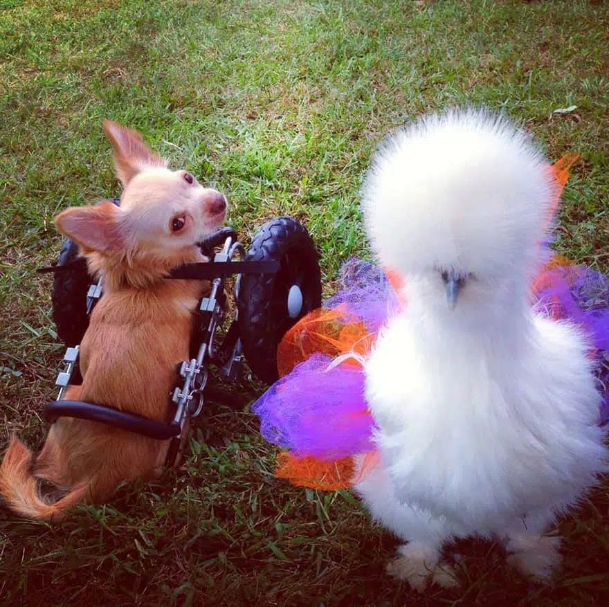 penny chicken roo chihuahua cute friendship 13