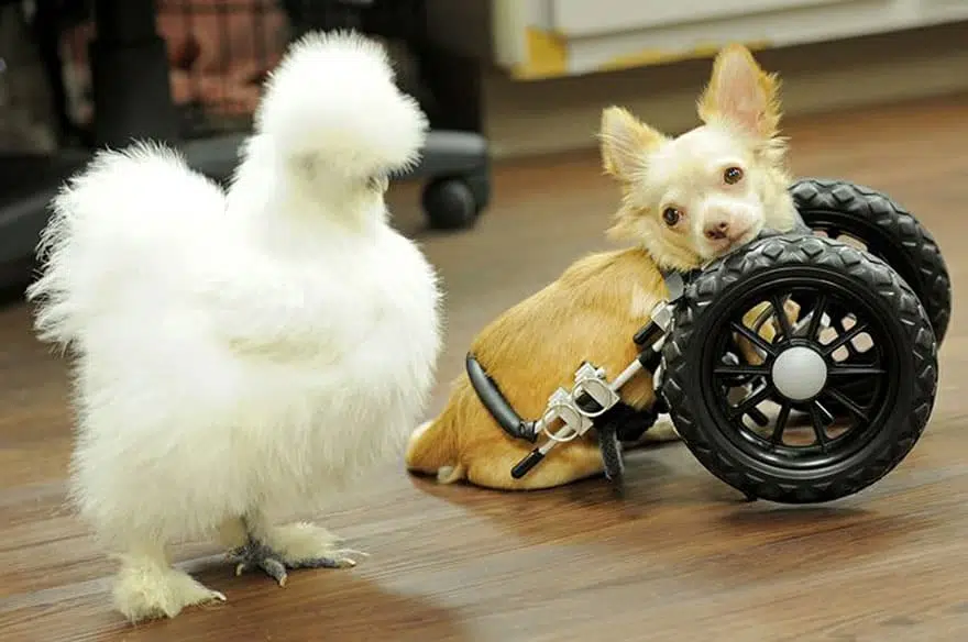 penny chicken roo chihuahua cute friendship 33