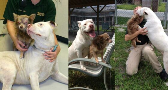 pitbull and chihuahua