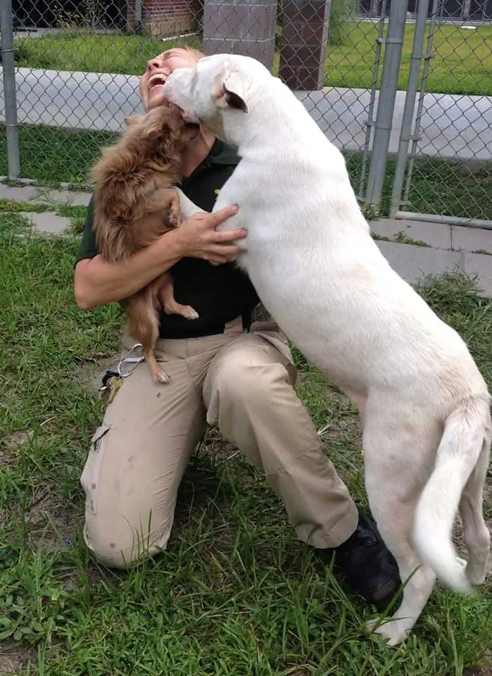 pitbull and chihuahua kisses women