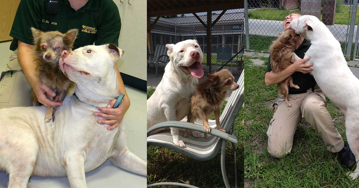 Pit Bull Carried Her Injured Chihuahua ‘Soul Mate’ To Safety! 1 pitbull and chihuahua