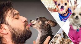 crazy Chihuahua person