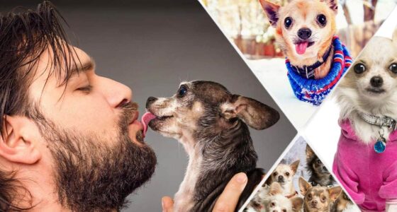 crazy Chihuahua person