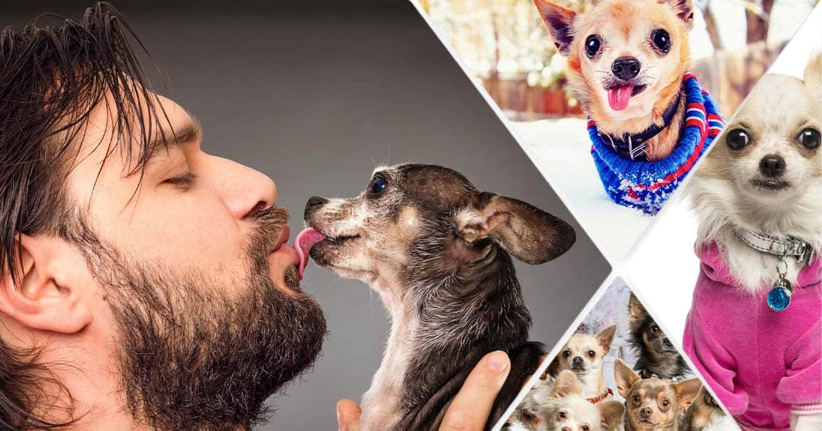 15 Signs You’re A Crazy Chihuahua Person… and Proud To Be! 1 crazy Chihuahua person