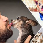 15 Signs You’re A Crazy Chihuahua Person… and Proud To Be!