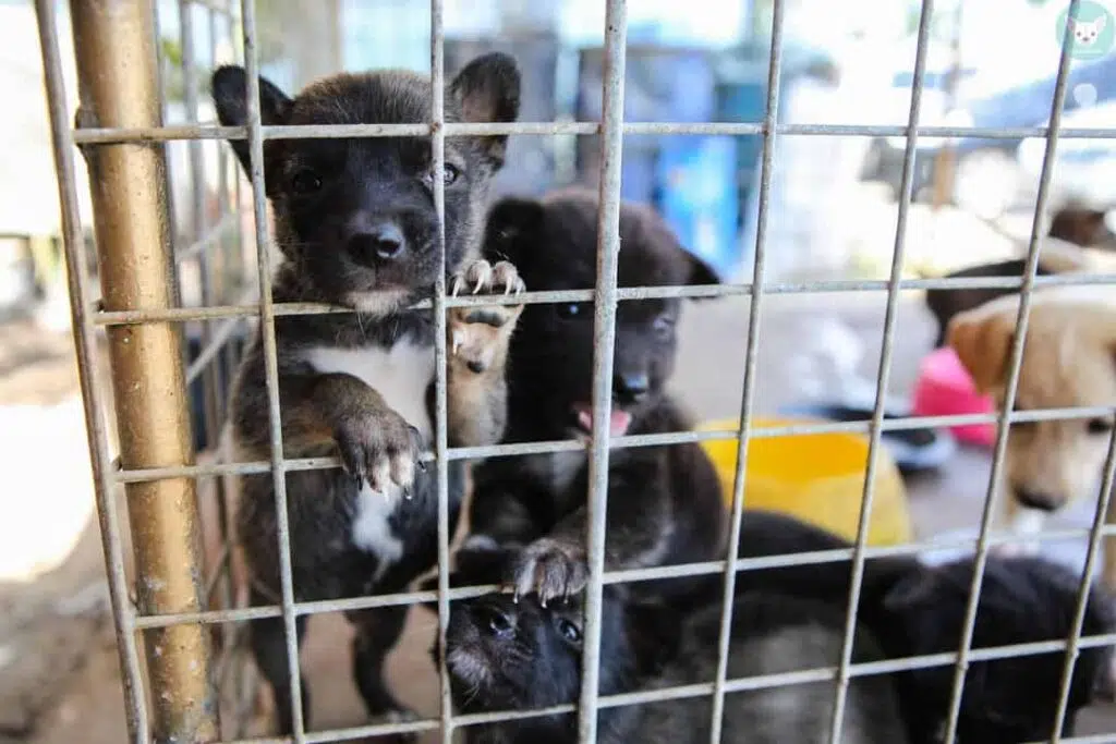 puppy mill little pupies in cage result