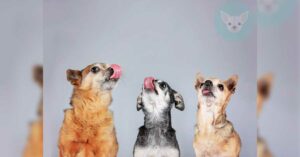 Read more about the article Reasons Why Chihuahua Lick Their Privates