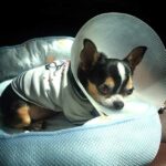 Seizures in Chihuahuas